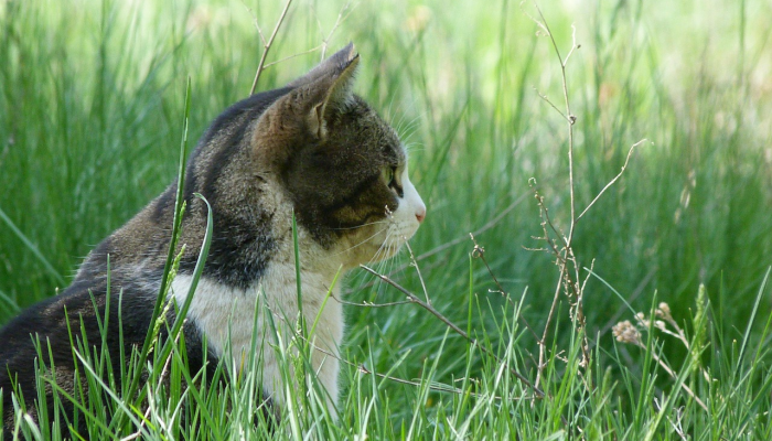 梅河口市疫情最新信息：最新动态、防护建议与健康知识分享