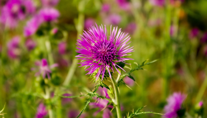 阎村大紫草坞最新疫情:你所需要知道的全部信息