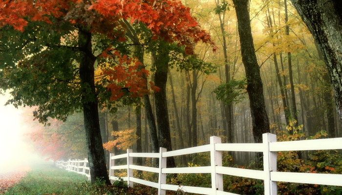 疫情早上最新问候：你的健康守护者