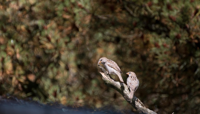 疫情实时最新快报图：全球健康动态的全景视角