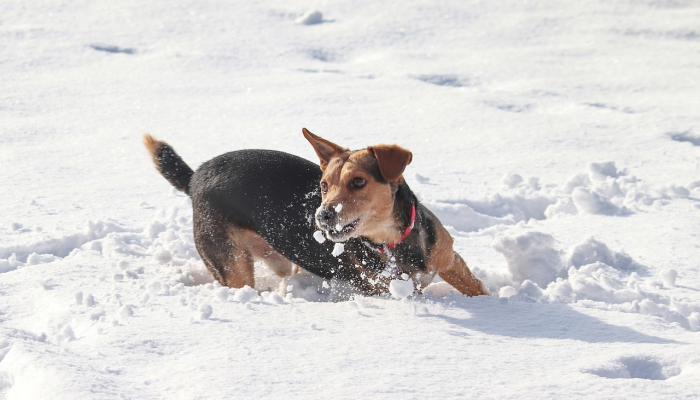 清溪最新疫情视频播放：全面解读疫情最新动态，为您提供最新、最准确的信息