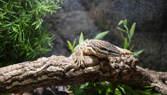 疫情吴川老板捐款最新：一位企业家的无私奉献与社会责任