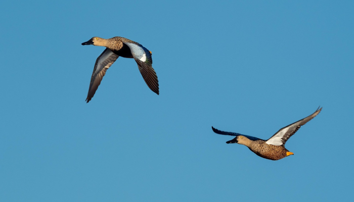 最新鸟市疫情：你需要了解的一切