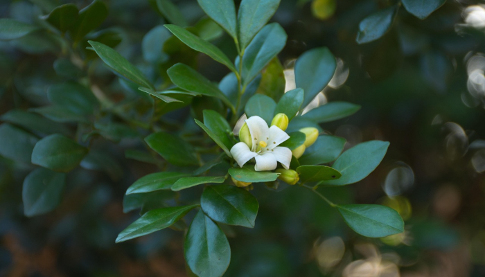 山东最新疫情什么情况：最新动态与防疫措施详解