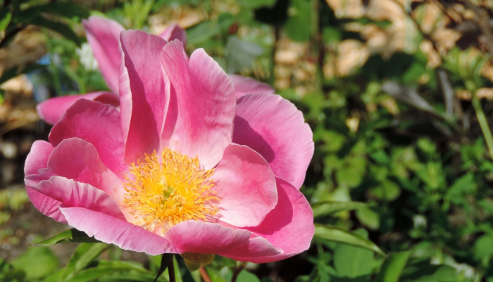 建水文庙疫情最新通报：全面防控，共同守护健康