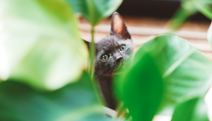 菜西最新疫情：全面解读最新动态与防护指南