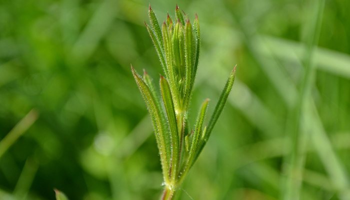 本国疫情最新情况一：全面了解最新动态与应对策略