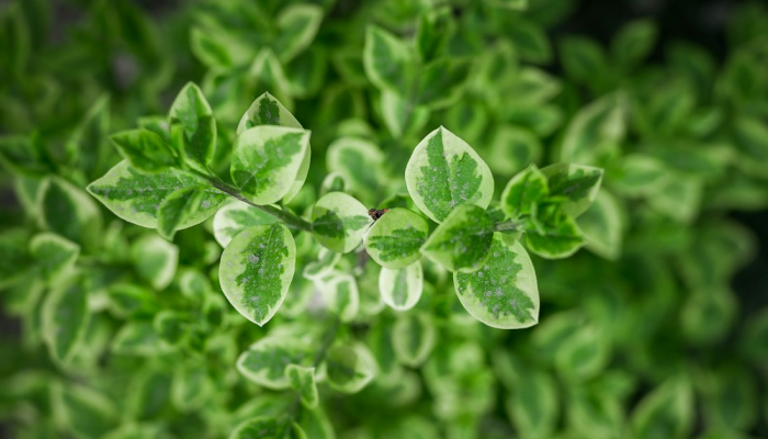 睢宁县最新疫情感染者：防疫知识与实时动态分享