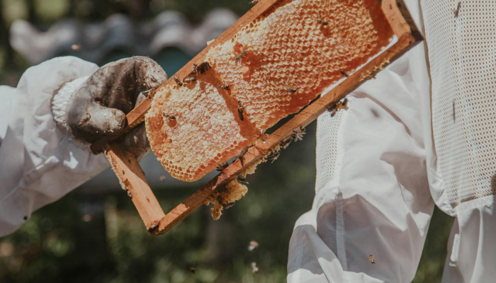 安徽黄山防疫情况最新：保护旅游安全，共同守护健康